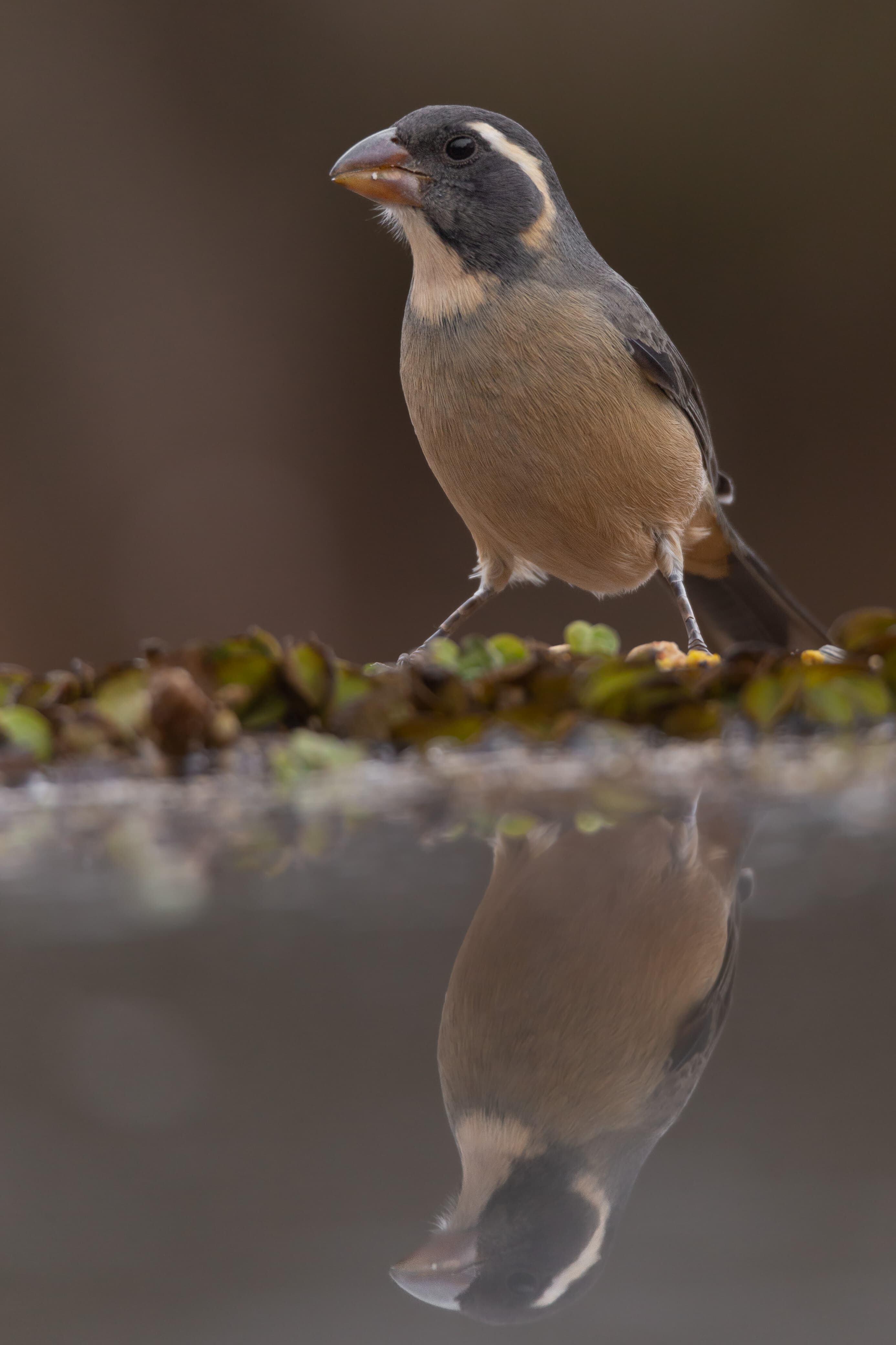 Así es el refugio de aves más importante de Cuyo y donde se pueden ver y fotografiar animales sin costo. Foto: Instagram @reservaprivada_puntadelagua