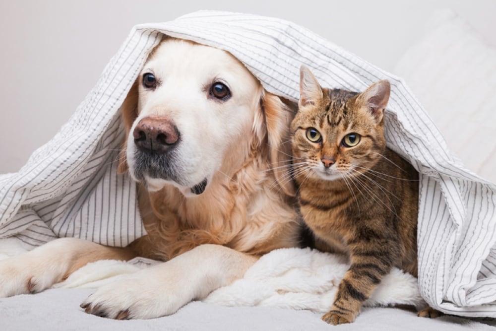 Hay distintos tipos de alergia y distintos causantes de la reacción. Los principales factores que pueden desencadenar la alergia estacional son  el polen, la caspa de mascotas, los ácaros del polvo y el moho.
