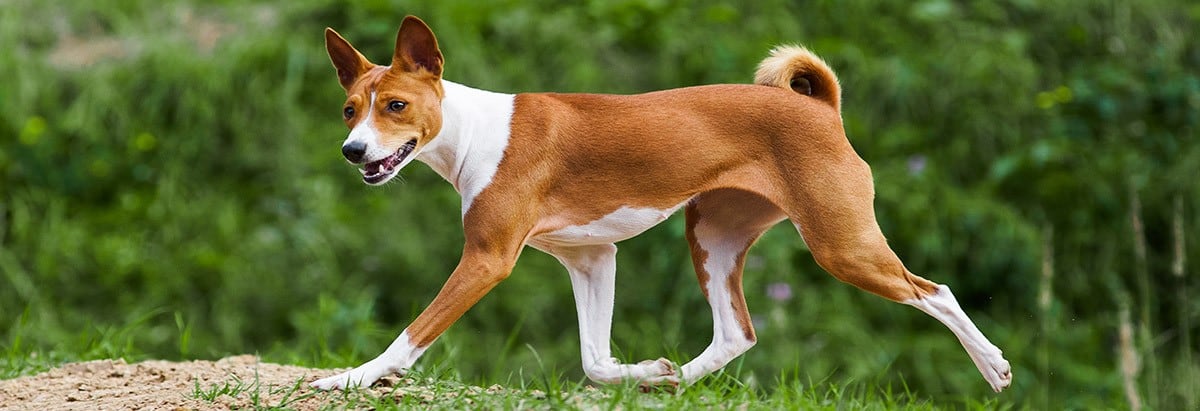 Basenji, la raza de perros que no ladra