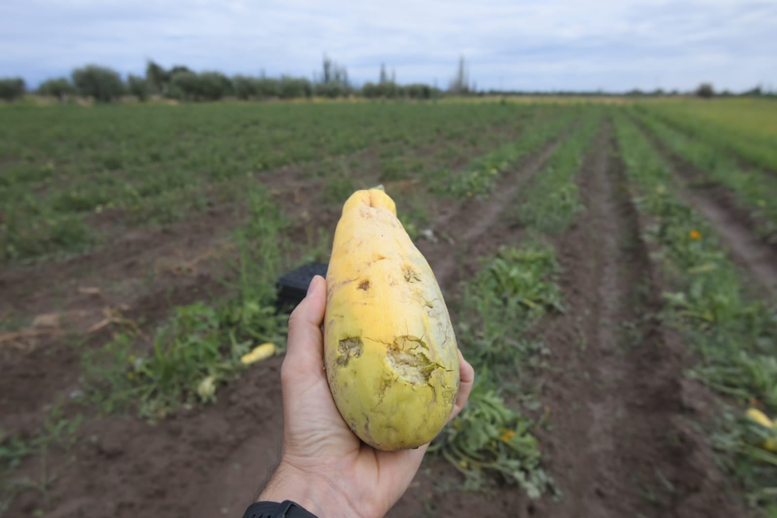 En 5 minutos, productores del Este perdieron el 70% de su cosecha por el granizo. Foto: Ignacio Blanco / Los Andes.