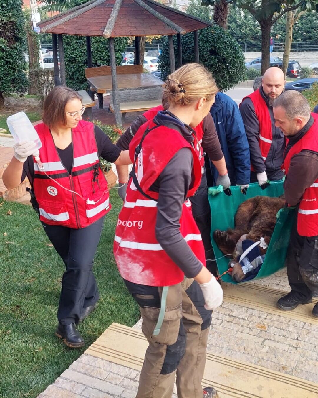 Mark, el oso pardo inicia su vida en libertad tras 20 años de cautiverio. Foto: @fourpawsint