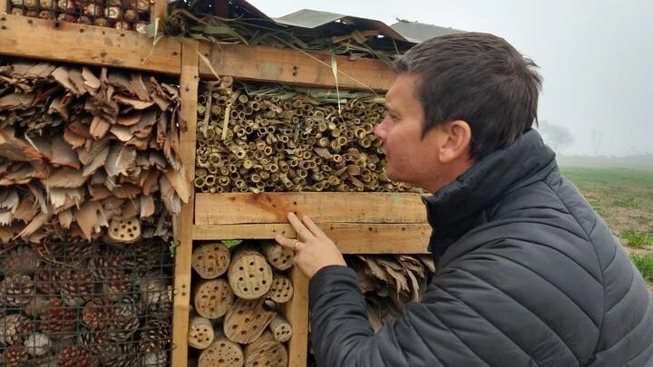 En el hotel que armó Andreoni se pueden ver muchos troncos, marlos, piñas, cañas. “En los troncos hicimos agujeritos con distinto tamaño entren las abejas de distinto tamaño, pero también en las cañas para las avistas que son más grandes, también hay hojarasca de los árboles, son todos lugares donde se pueden refugiar", explica.