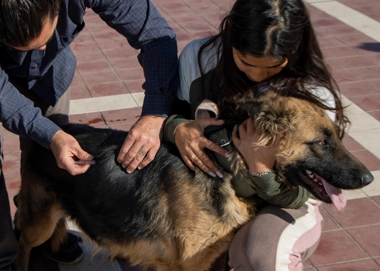 Maipú impulsa jornadas de vacunación a mascotas