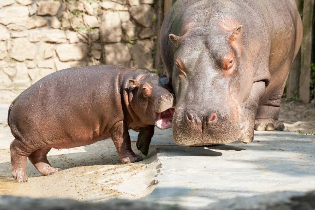 El bebé, que nació en el Zoo de Cincinnati aún no tiene nombre. Nació muy saludable y ya camina.