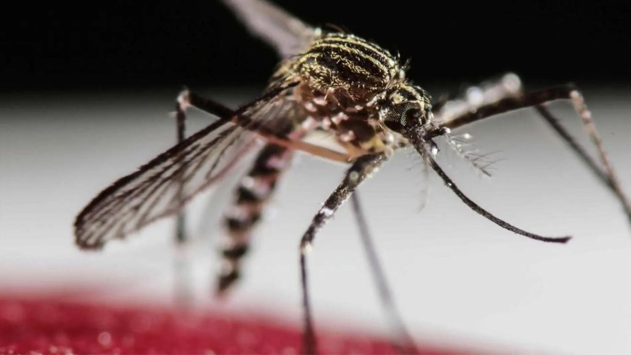 Mosquito Aedes aegypti