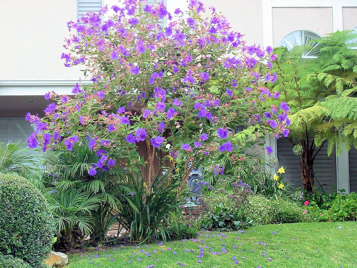 Esta planta es muy requerida por su color y aroma, pero tiene la característica de crecer a lo alto.