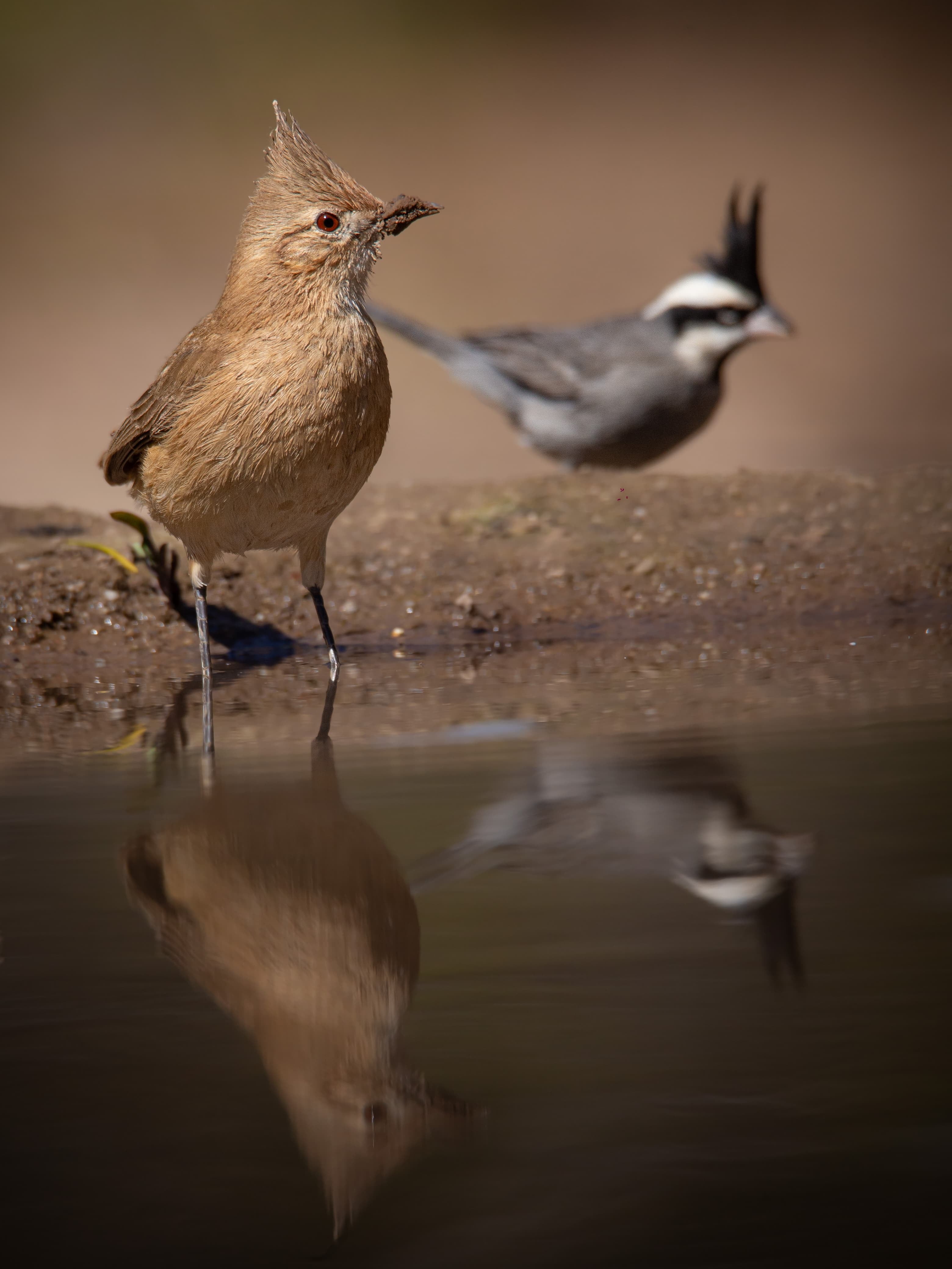 Así es el refugio de aves más importante de Cuyo y donde se pueden ver y fotografiar animales sin costo. Foto: Instagram @reservaprivada_puntadelagua