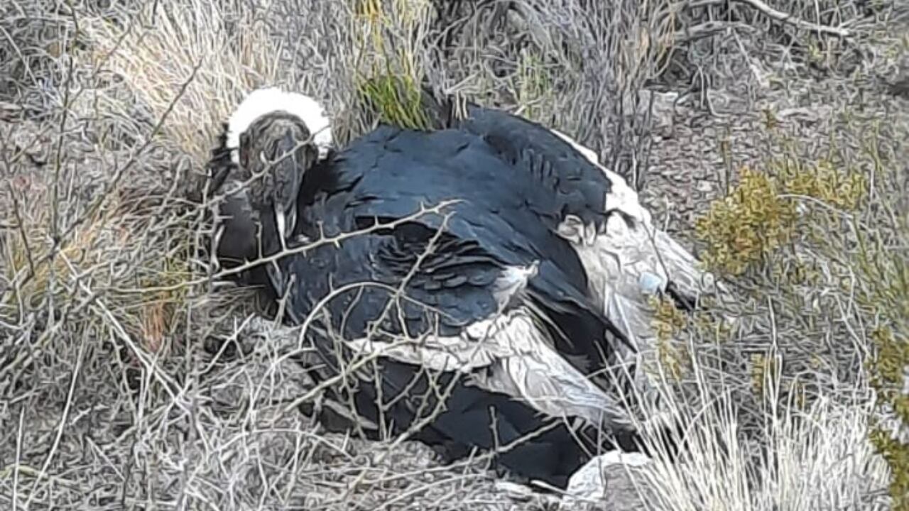 El cóndor rescatado sin poder volar al costado de un cerro evoluciona y aguardan por más estudios. Foto: Gentileza.