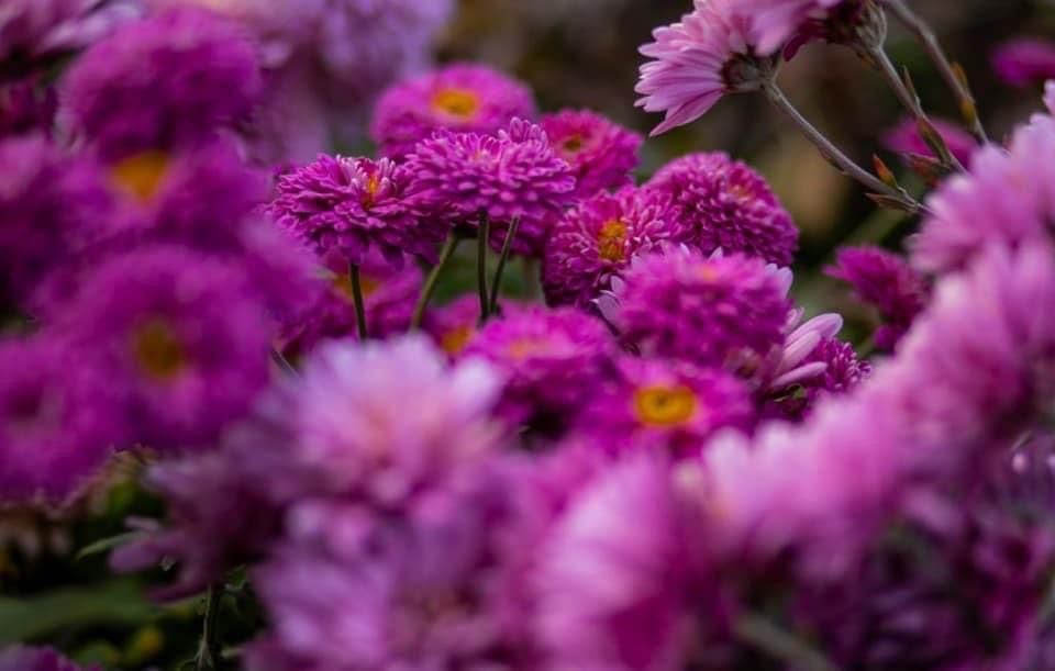 Vuelve la Feria de Flores y Plantas de Maipú. Foto: Prensa Maipú