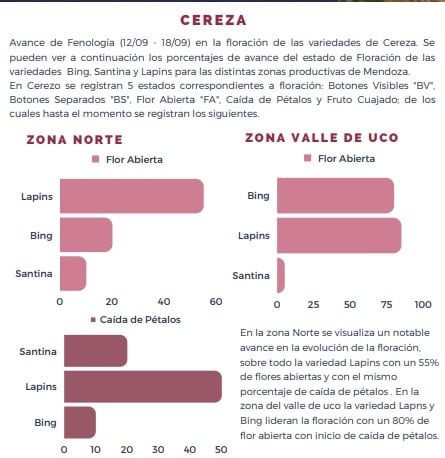 Evolución fenológica de la cereza 2022. Fuente: IDR