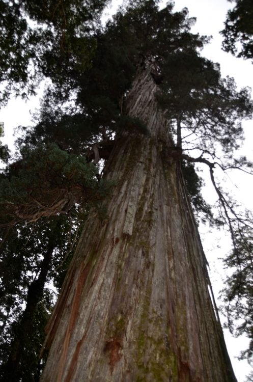 El Alerce (Fitzroya cupressoides).