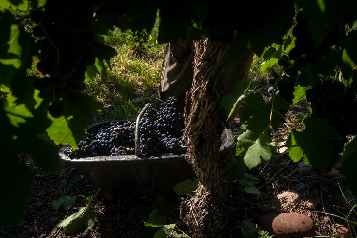 Vendimia 2022
Cosecha varietal Syrah en Finca del Inca, Barrancas, Maipú

Foto: Ignacio Blanco / Los Andes