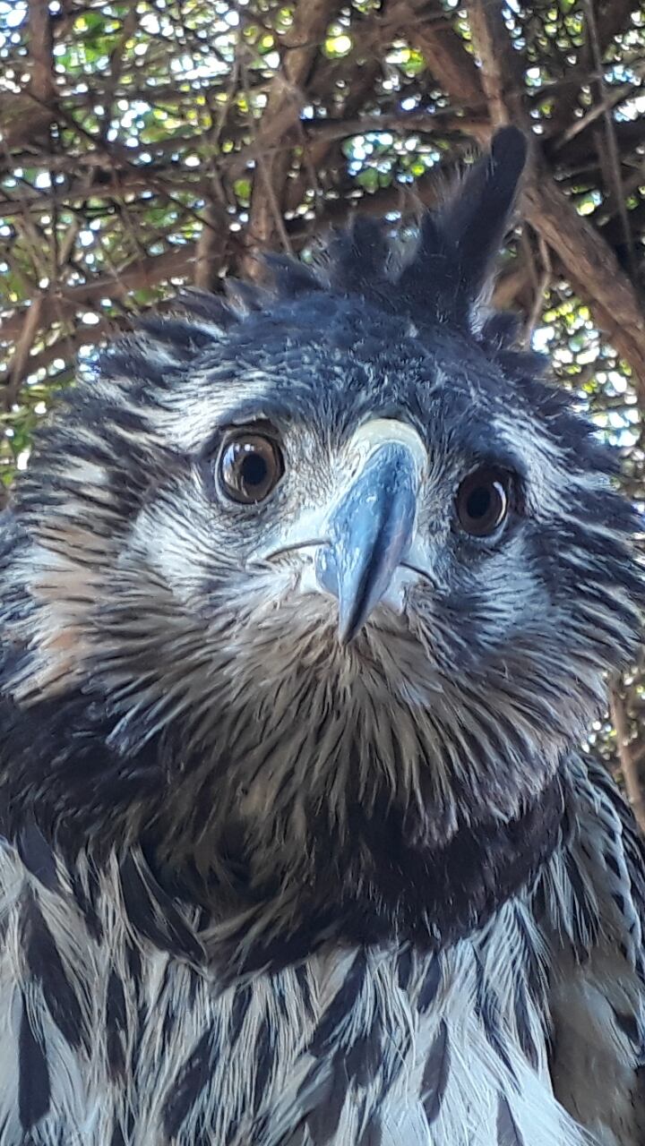 ¡Como nuevo! Así luce actualmente el pico reconstruido del águila coronada rescatada al costado de la ruta en Ñacuñán hace 3 meses.