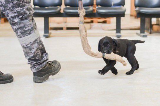 La Aduana comenzó a entrenar a nueve cachorros de labrador para operativos de detección de estupefacientes. / Foto: Gentileza