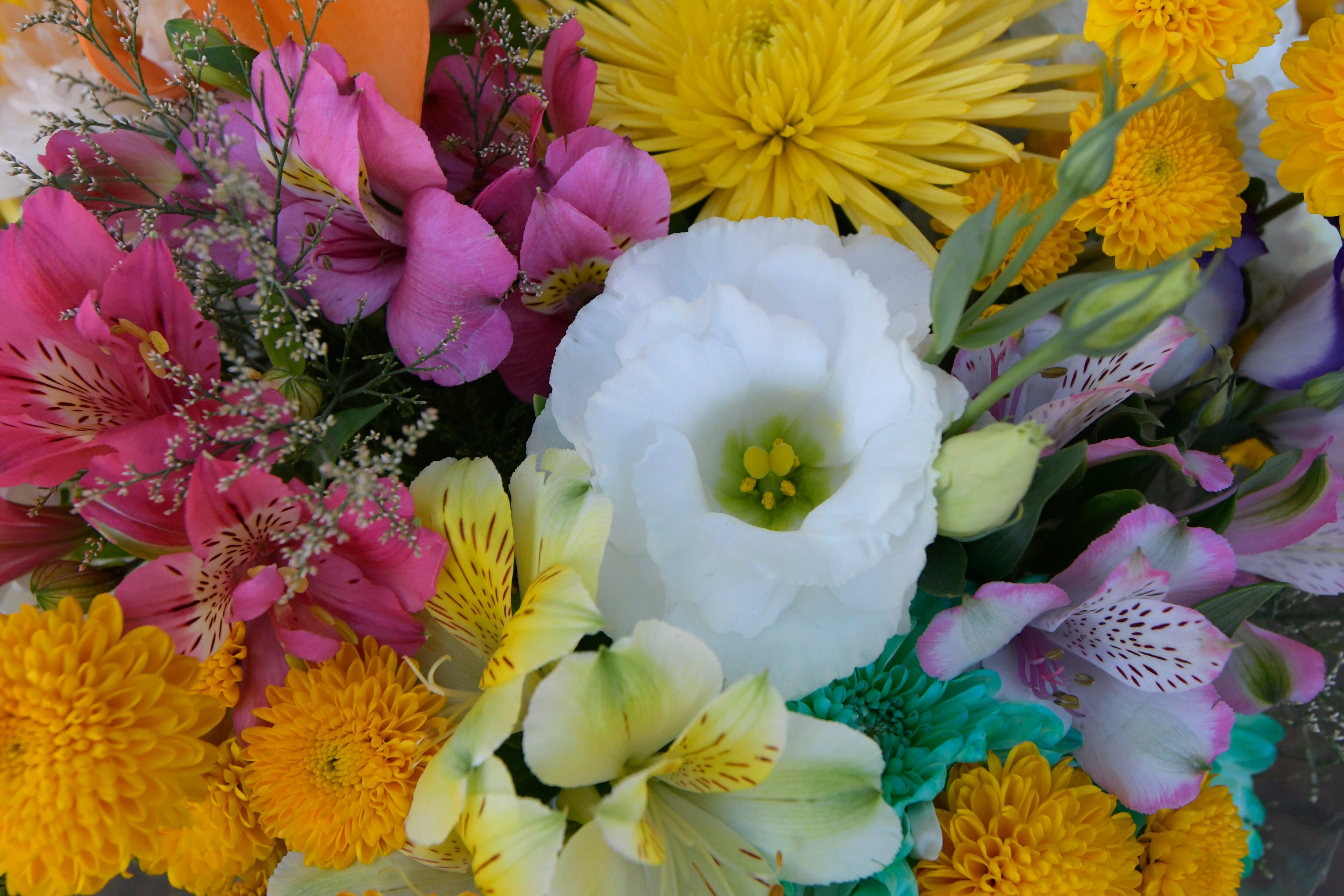 Variedad de colores de flores en la Alameda 
