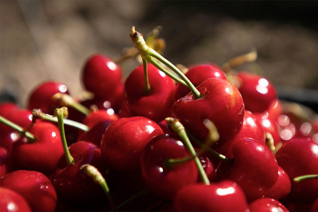 Cosecha de cerezas en una finca de Perdriel, Lujan de Cuyo.

Foto: Ignacio Blanco / Los Andes