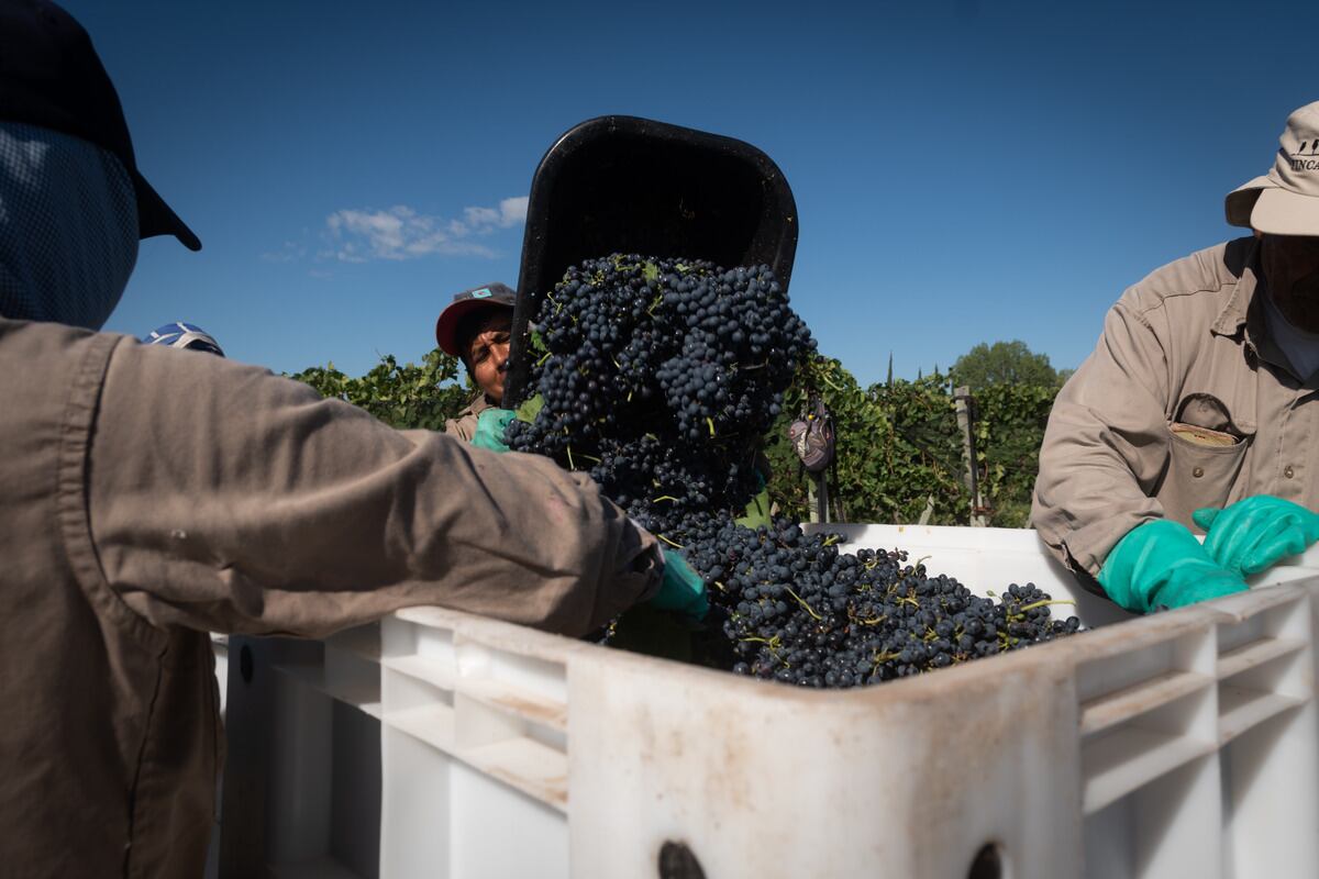 Vendimia 2022
Cosecha varietal Syrah en Finca del Inca, Barrancas, Maipú

Foto: Ignacio Blanco / Los Andes