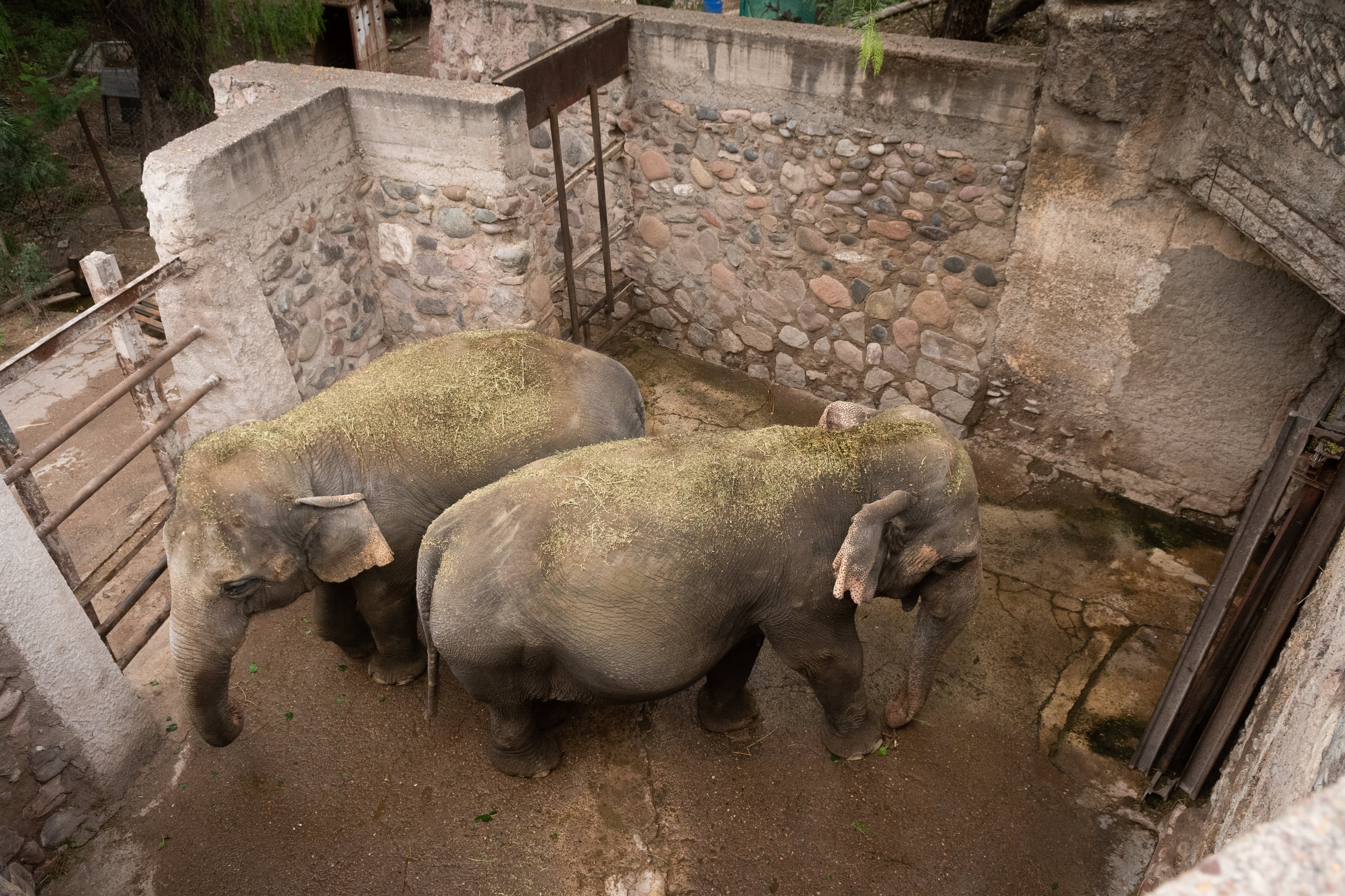 En un hecho de trascendencia mundial, ambas elefantas serán trasladadas a un santuario de Brasil