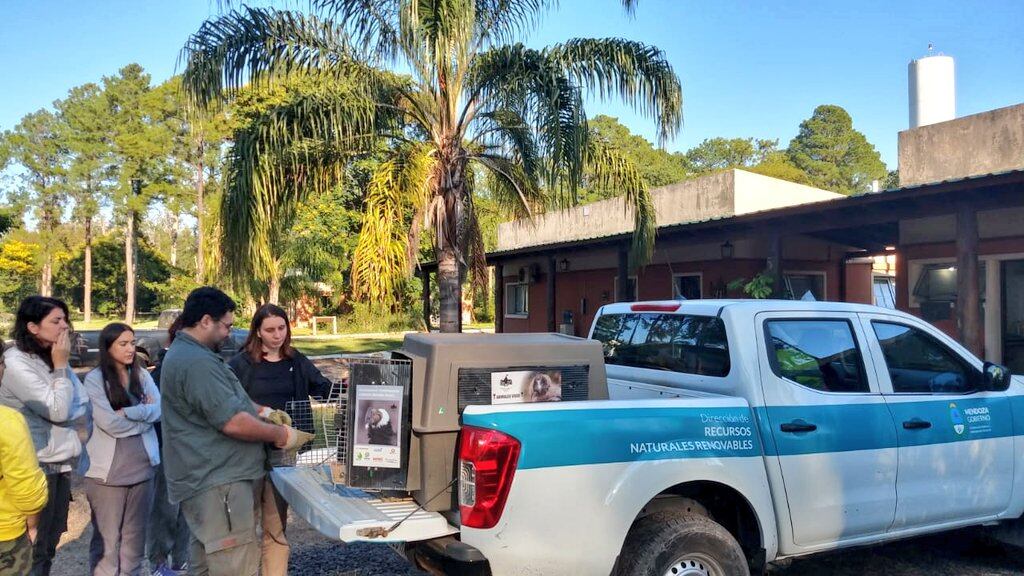 Fotos: Matías Ramón, el oso melero rescatado y rehabilitado en Mendoza, ya está en Corrientes. Foto: Twitter @MingoranceH