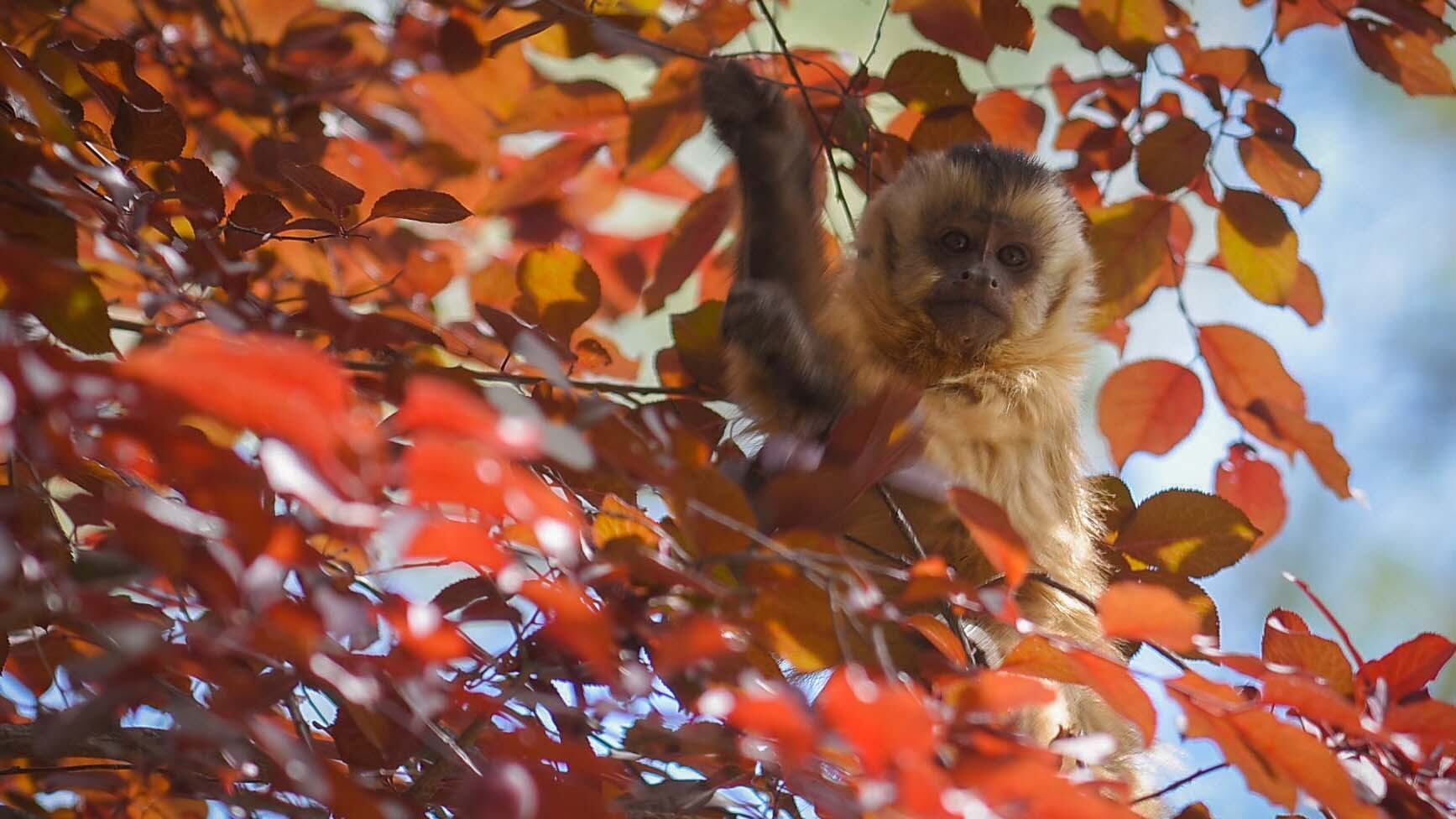 Ecoparque de Mendoza 
Algunos monos siguen sueltos en los alrededores de las jaulas.
Mientras se esperan las obras en el actual Ecoparque algunos animales continuan en el ex zoo de Mendoza  Foto: Claudio Gutiérrez 
