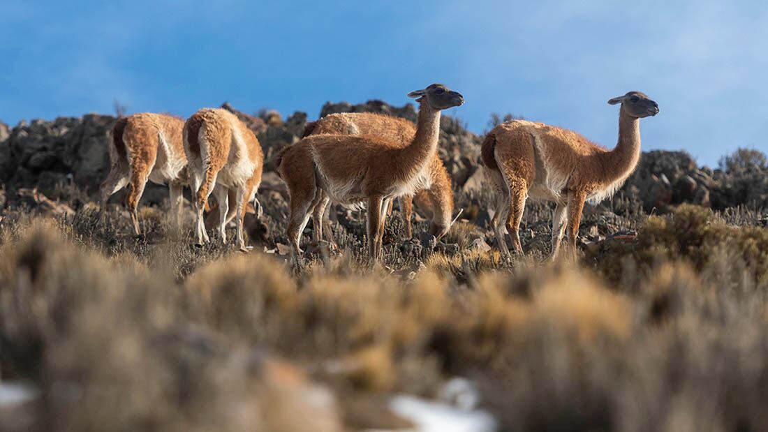 El guanaco es una especie protegida en Mendoza y su caza está prohibida y penada por la ley. Foto: Ignacio Blanco / Los Andes.
