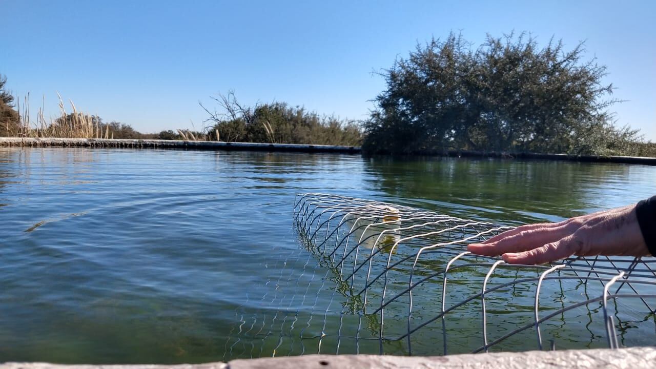 Emotivas fotos: bajó la muerte de aves y otros animales en el campo y gracias a esta simple y útil herramienta. Foto: Gentileza Departamento de Fauna Silvestre Mendoza