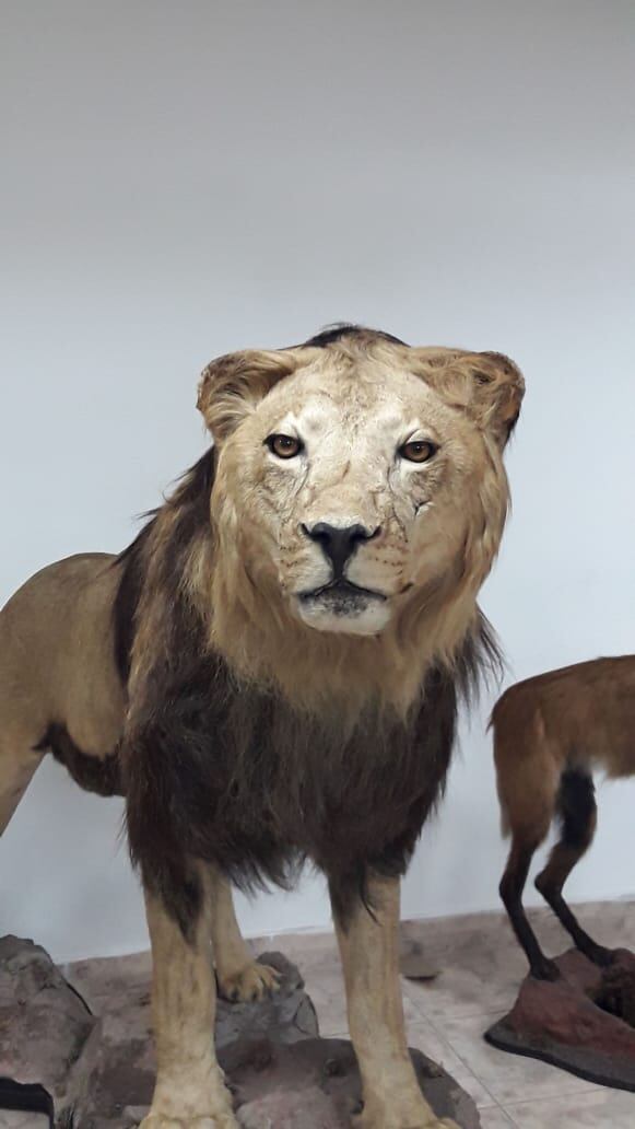 Entre las especies taxidermizadas habían leones, tigres de bengala y otras especies que no son autóctonas de Argentina ni del continente.