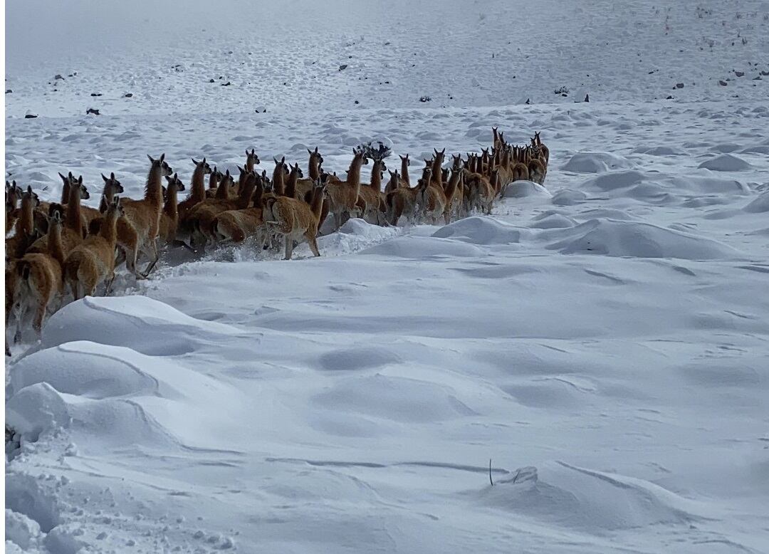 Las dos caras de las nevadas: entre la postal soñada de guanacos y los impactantes daños y pérdidas en Malargüe. Foto: Gentileza Pablo Orellano