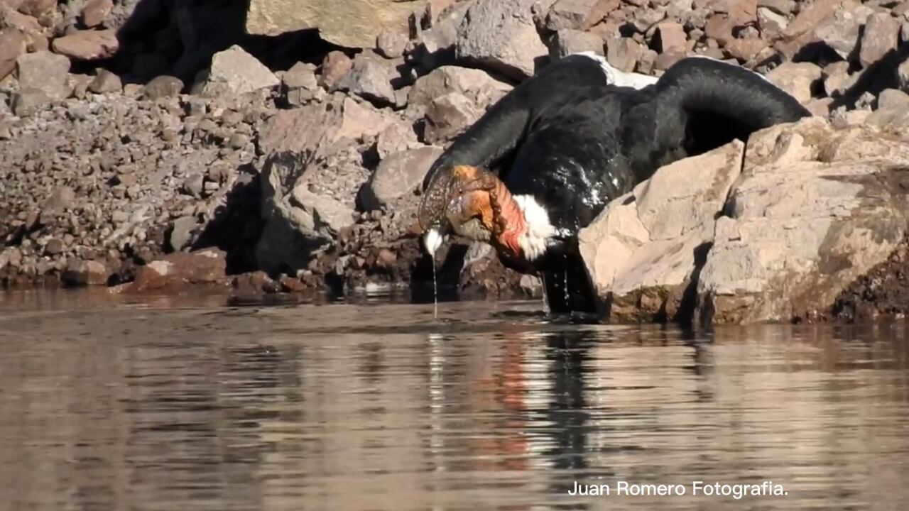 El baño del cóndor en Valle Grande. Gentileza / Juan Romero