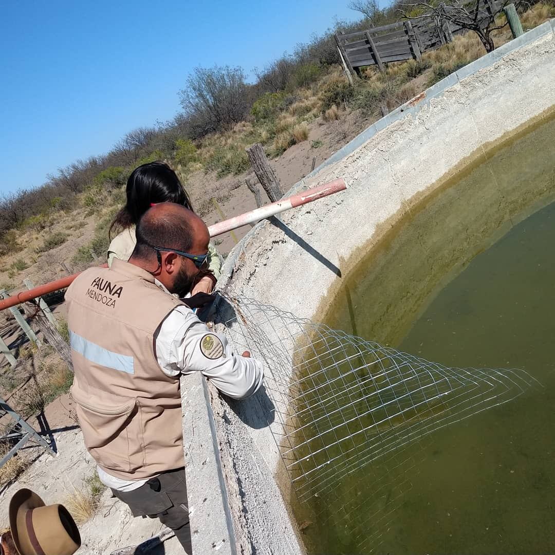 Para los productores mendocinos es obligatorio tener rampas de escape en sus reservorios de agua para evitar el ahogamiento de especies silvestres. Foto: Dirección de Recursos Naturales y Renovables.