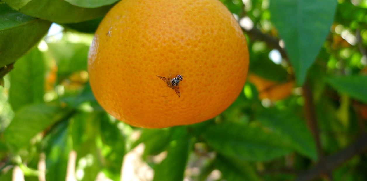 Las Mosca del Mediterráneo o de los Frutos, puede encontrarse en una amplia variedad de frutas. Imagen: Senasa.