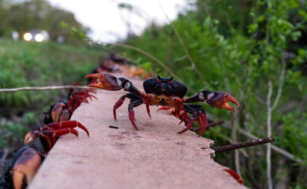 Los cangrejos cruzan una pared después de desovar en el mar en Girón, Cuba, el sábado 9 de abril de 2022. Millones de cangrejos emergen al comienzo de las lluvias de primavera y comienzan un viaje a las aguas de Bahía de Cochinos en una migración de desove anual. (Foto AP/Ramón Espinosa)