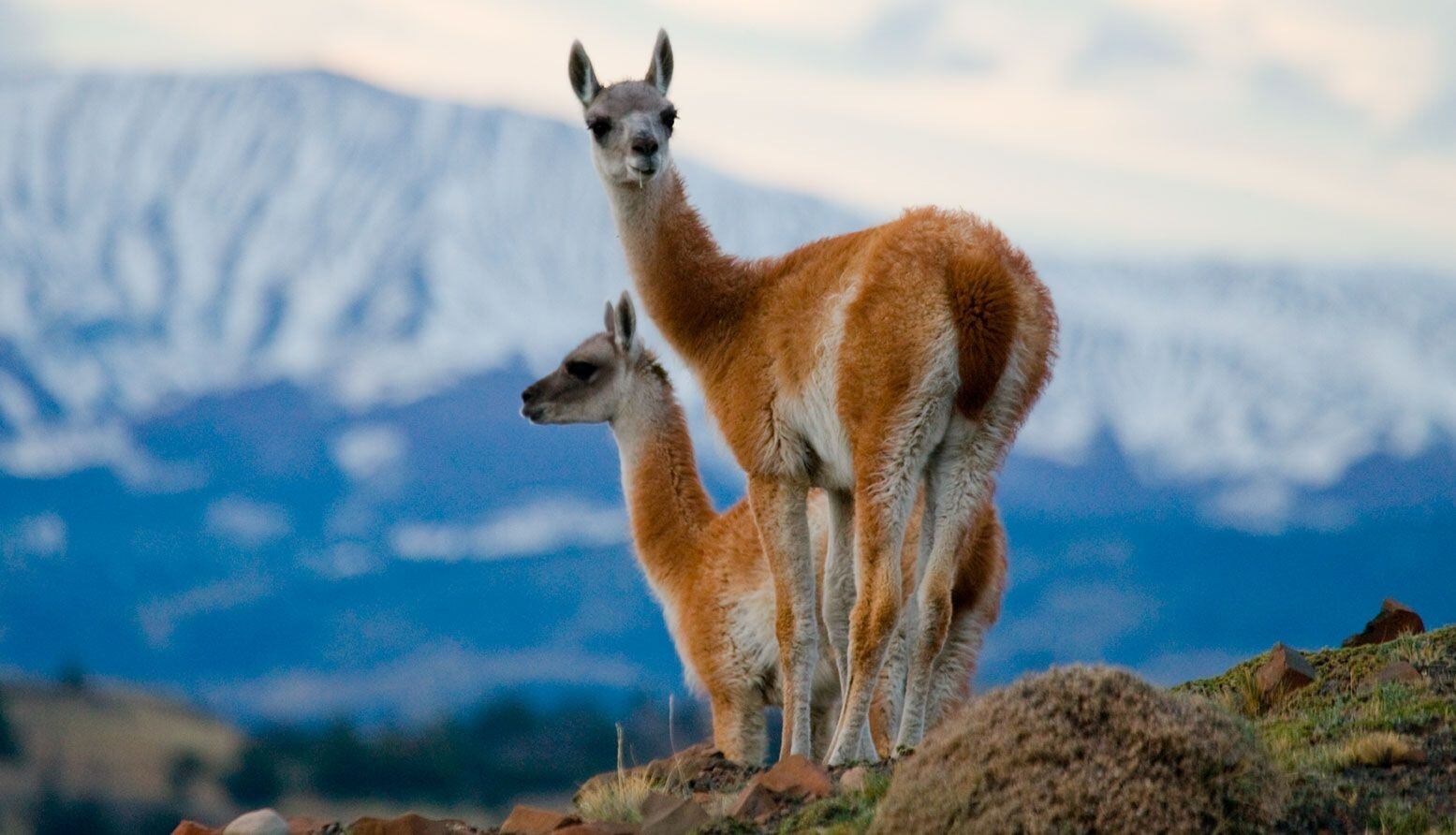 Advierten que el guanaco podría entrar en peligro de extinción en algunas zonas del país. Foto: Archivo Los Andes.