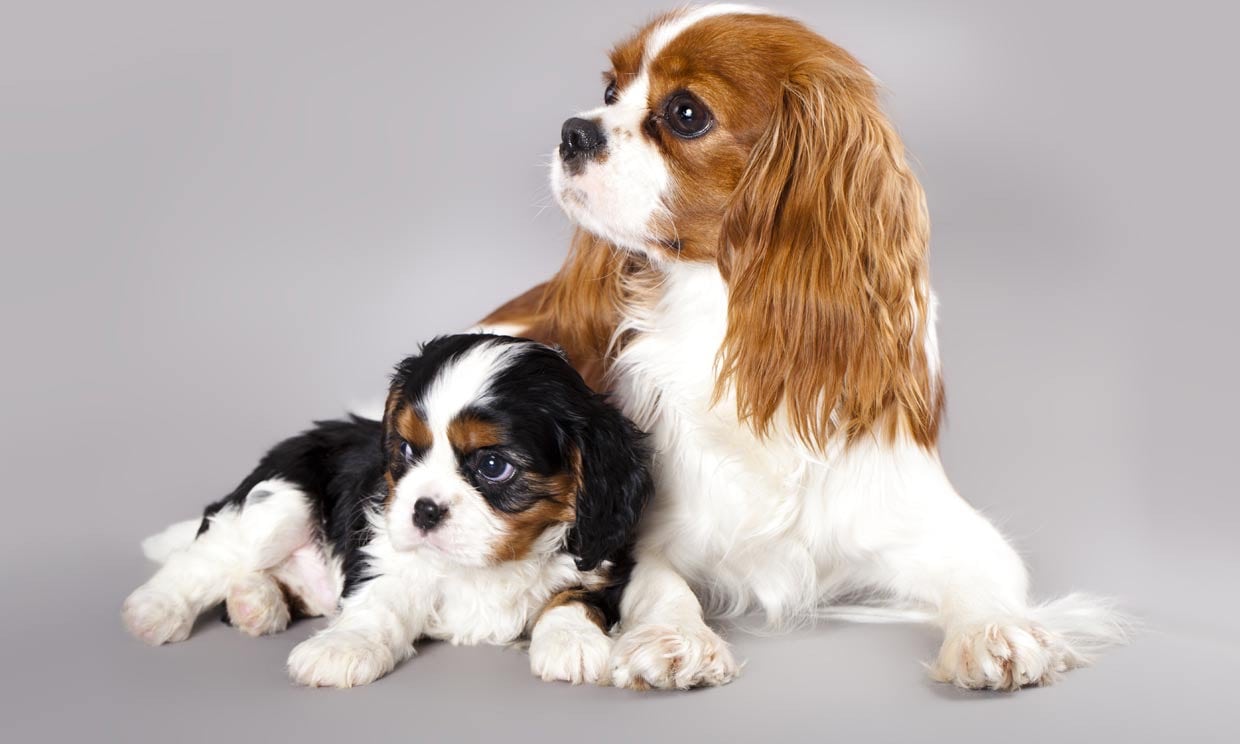 El Cavalier King Charles Spaniel se hizo famoso por la película de Disney “La Dama y el Vagabundo”