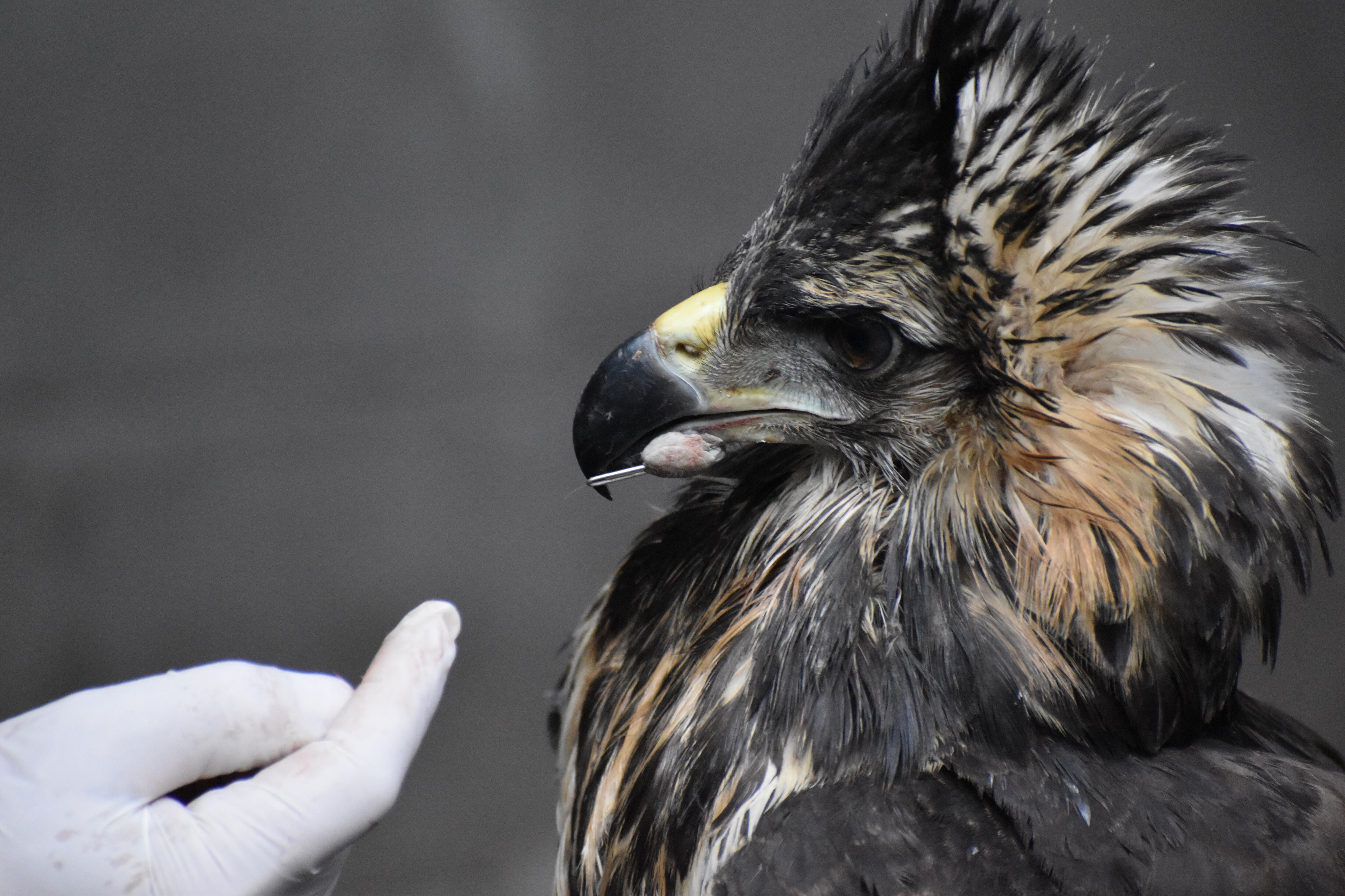 Un ejemplar pichón de águila coronada fue rescatada al costado de la ruta en Ñacuñán (Santa Rosa), a comienzos de mayo.