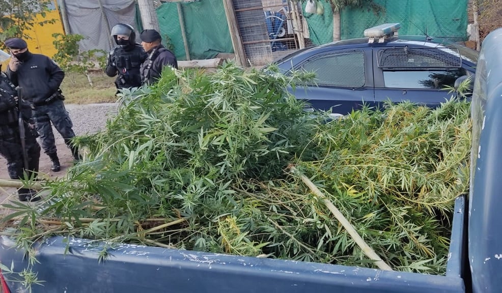 Lo buscaban por estafas y cayó con 60 plantas de marihuana en San Martín