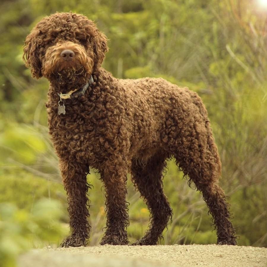 Lagotto Romagnolo