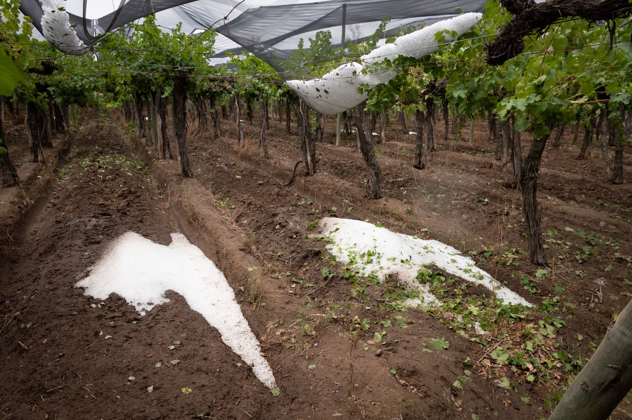 “Nunca en mi vida vi algo así, ¡lo perdí todo!”: el dolor de los productores afectados por el granizo. Foto: Ignacio Blanco / Los Andes 