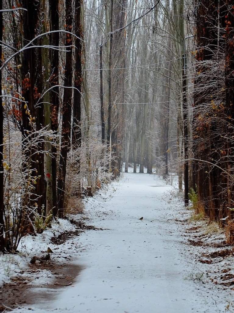 Malargüe fue uno de los principales puntos de Mendoza que recibió nieve.
Fotos: gentileza Municipalidad de Malargüe.