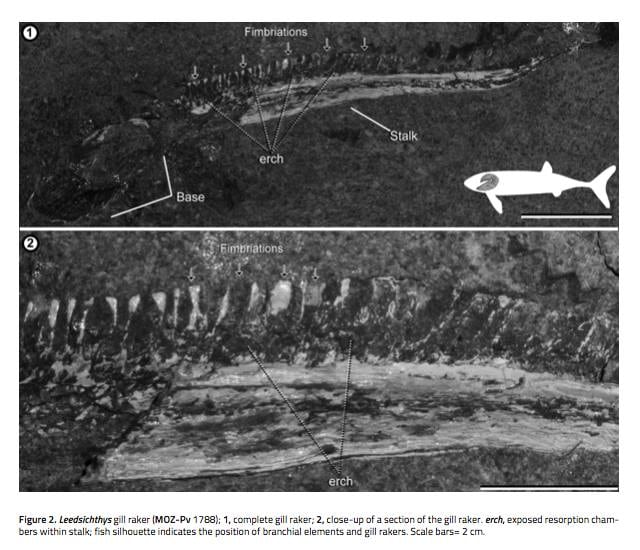 "Hace 100 mill de años, en Neuquén, Argentina, había un mar donde nadaban peces enormes como Leedsichthys (16m)" argumentó el joven.