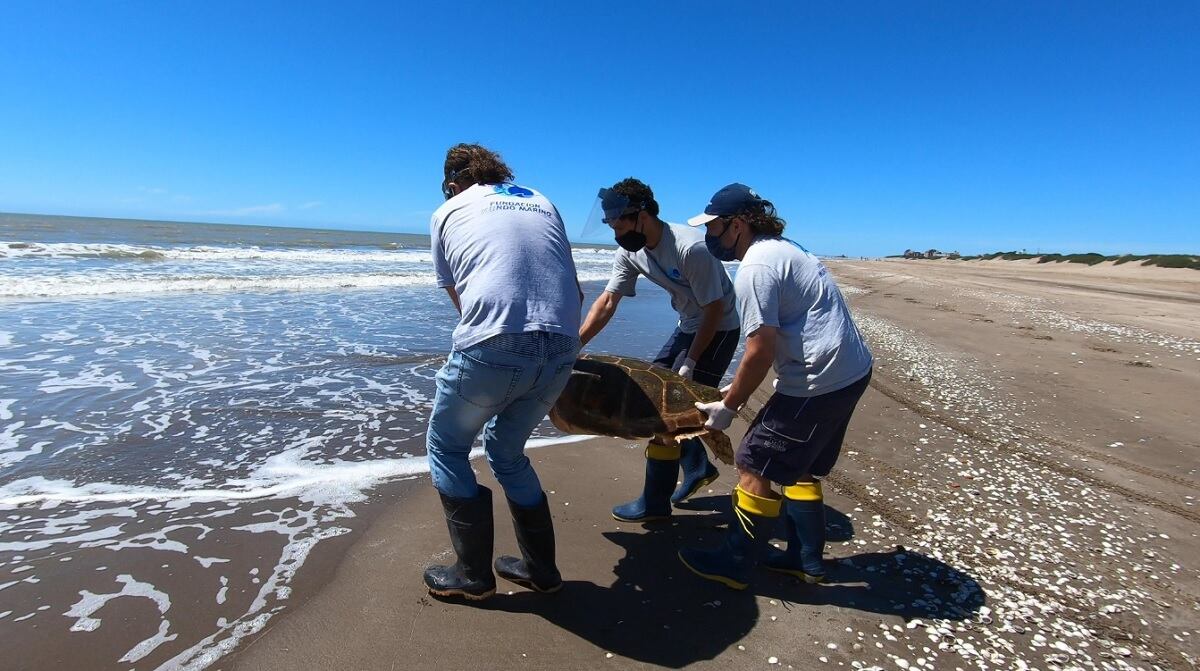 Regresaron una tortuga cabezona al océano tras rescatada hace tres semanas en la costa argentina (Foto: Mundo Marino)