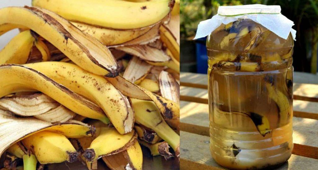 Esto ocurre si le pones cáscara de banana a  las plantas del jardín