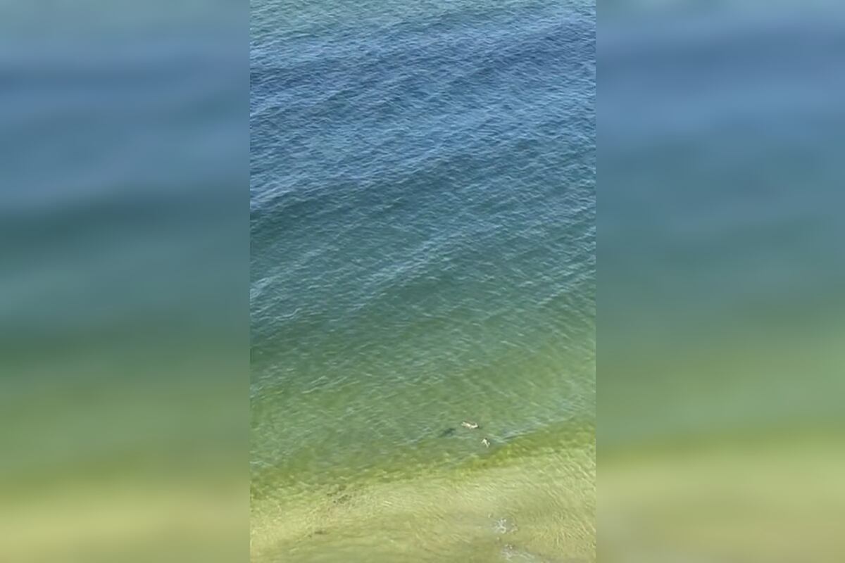 El animal se paseó alrededor de dos bañistas que estaban metidas en el mar y que jamás se dieron cuenta de su presencia.