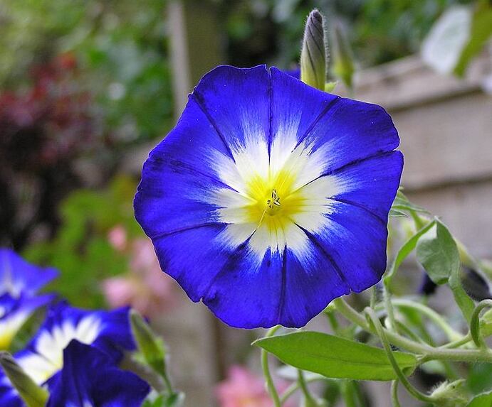 Convolvulus Tricolor