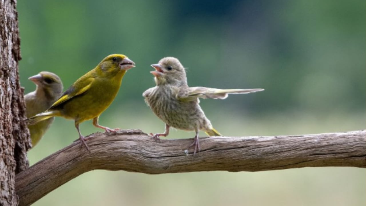 El joven fotógrafo Jacel Stankiewicz se llevó el premio People’s Choice Award y el Junior Award por su imágen de dos pájaros peleando llamada "Disputa". Foto: Jacel Stankiewicz