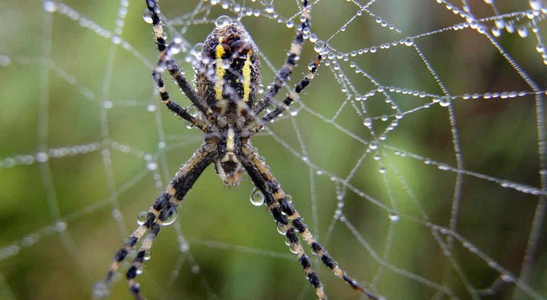 ARAÑA. Imagen ilustrativa (AP/Sergei Grits/Archivo).  