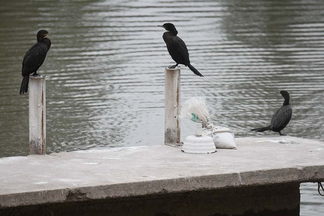 El parque General San Martín de Ciudad, se prepara para el 125° aniversario de su creación.
Lago del Parque.
Foto: José Gutierrez