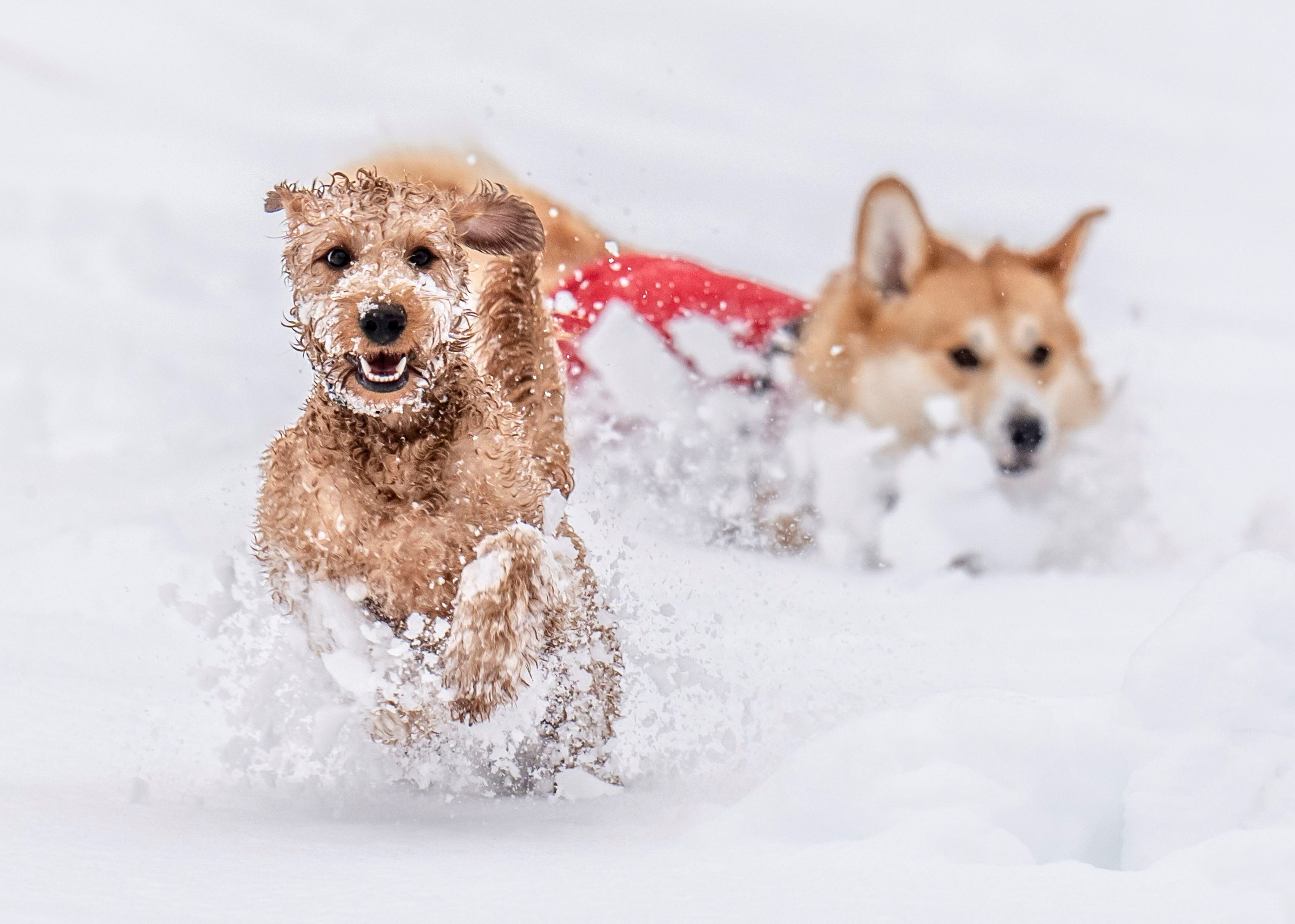 Los perros juegan en la nieve en el parque Studley Royal en Ripon, North Yorkshire, Inglaterra, el domingo 5 de enero de 2025.