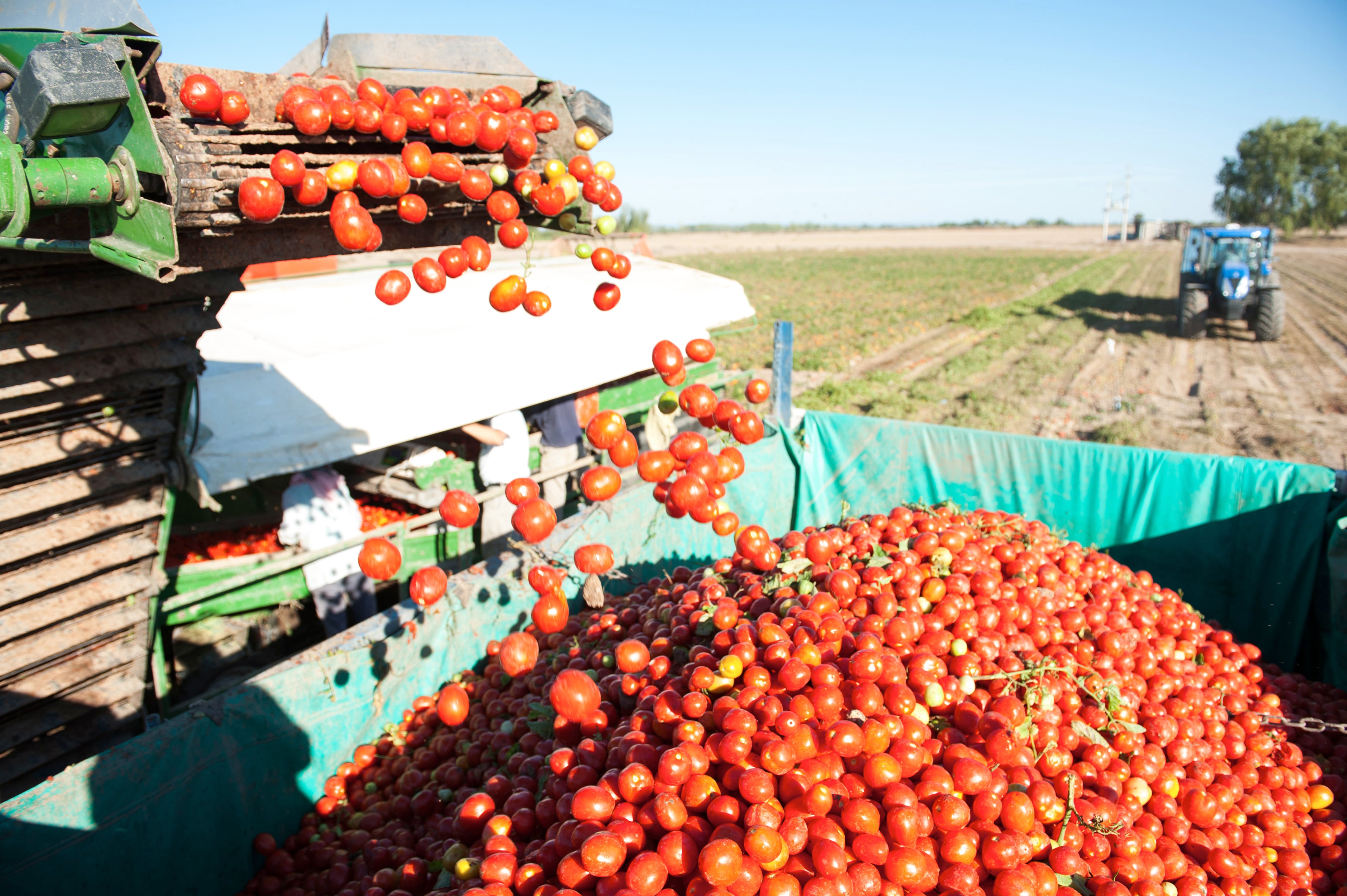 Tomate para industria