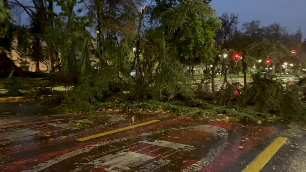 Temporal en Chile: árboles caídos y daños en viviendas. Reportaron dos muertos. (Foto: Radio BioBío)